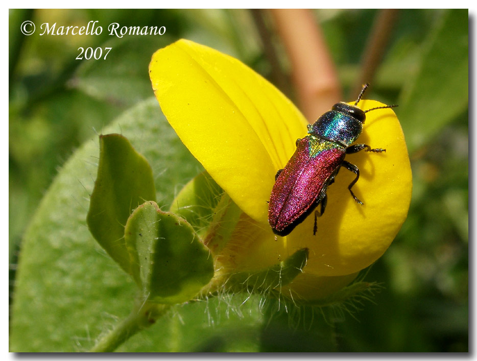 Il primo Buprestidae del 2007: Anthaxia scutellaris